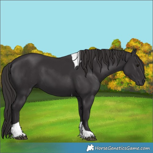 Horse Color:Smoky Black Tobiano 