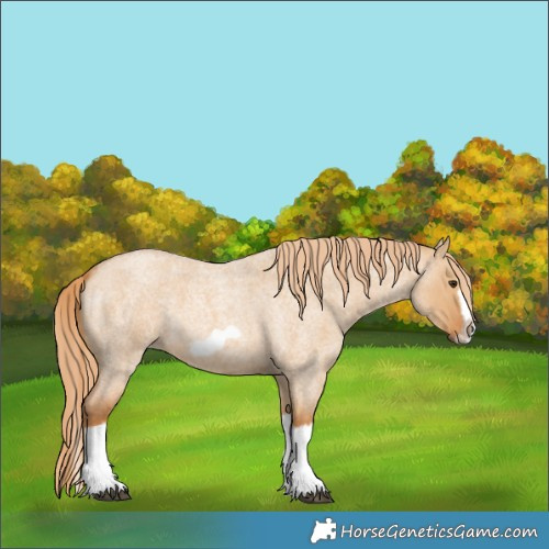Horse Color:Red Dun Roan Splash Frame Rabicano 