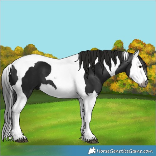 Horse Color:Gray Black Splash Tobiano