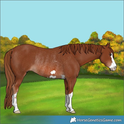 Horse Color:Chestnut Rabicano 