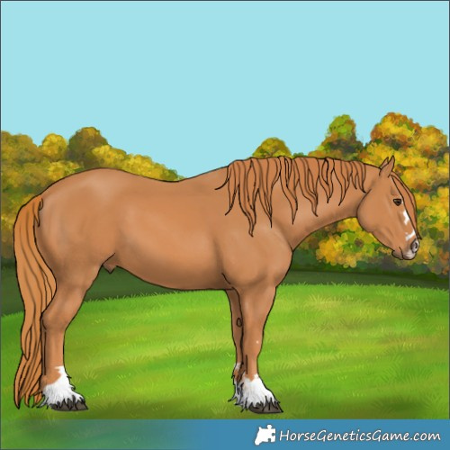 Horse Color:Chestnut 