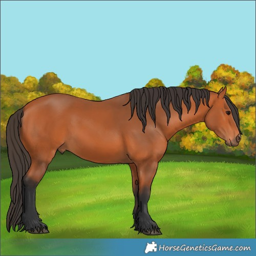 Horse Color:Bay 