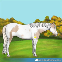 Horse Color:Chocolate Palomino Pearl Tobiano  and Chocolate Palomino Pearl Tobiano Frame 