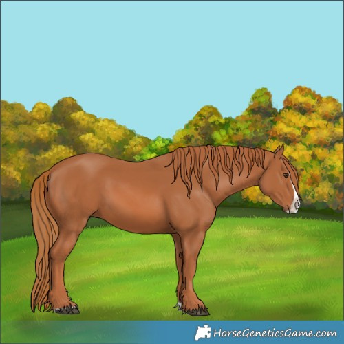 Horse Color:Chestnut Splash