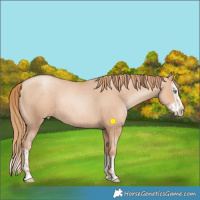 Horse Color:Gold Champagne Pearl Rabicano  and Gold Champagne Pearl Splash Rabicano 