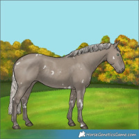 Horse Color:White Spotted Silver Smoky Grullo Rabicano 