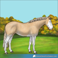Horse Color:Palomino Dun Splash and Palomino Roan Dun Splash