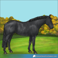Horse Color:Black Rabicano 