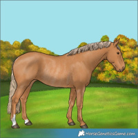 Horse Color:Chestnut Rabicano 