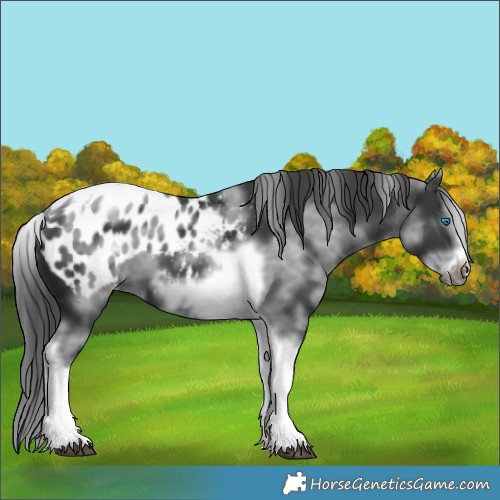 Horse Color:White Spotted Black Splash Tobiano Frame Appaloosa