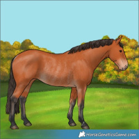 Horse Color:Bay Rabicano 