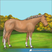Horse Color:Chestnut Tobiano Rabicano