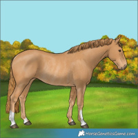 Horse Color:Chestnut Rabicano 