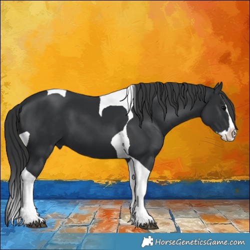 Horse Color:Black Splash Tobiano 