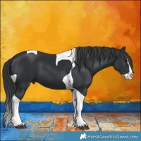 Horse Color:Black Splash Tobiano