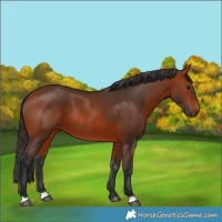 Horse Color:Bay Rabicano