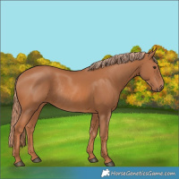 Horse Color:Chestnut Rabicano 