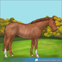 Horse Color:Chestnut Rabicano 