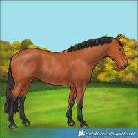 Horse Color:Bay Rabicano 