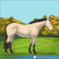 Horse Color:Buckskin Dun Rabicano 