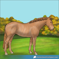 Horse Color:Chestnut Rabicano 