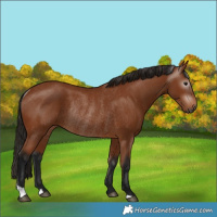 Horse Color:Gray Bay Rabicano 