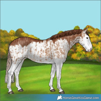 Horse Color:Red Dun Splash and Chestnut Splash