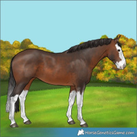 Horse Color:Brown Splash 