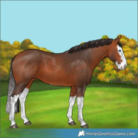 Horse Color:Bay Splash 