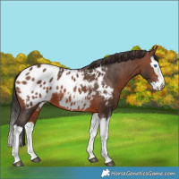 Horse Color:Brown Splash Appaloosa 