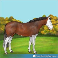 Horse Color:Bay Splash 