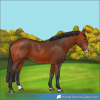 Horse Color:Bay Splash 