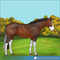 Horse Color:Bay Splash 