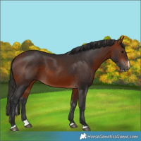 Horse Color:Bay Splash 