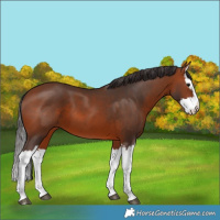Horse Color:Bay Splash 