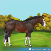 Horse Color:Bay Splash
