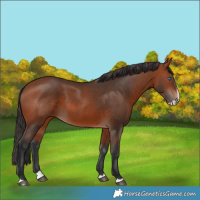 Horse Color:Bay Splash 