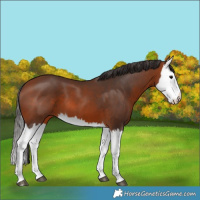 Horse Color:Bay Splash 