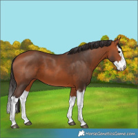 Horse Color:Bay Splash 