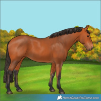 Horse Color:Bay 