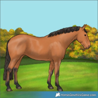 Horse Color:Bay 