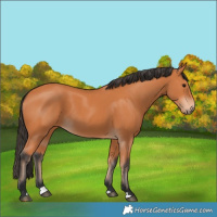Horse Color:Bay 