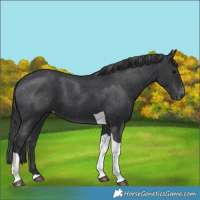 Horse Color:Black Tobiano Appaloosa 