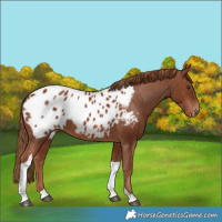 Horse Color:Chestnut Tobiano Appaloosa