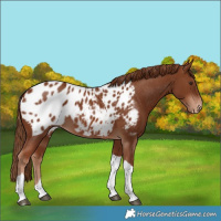 Horse Color:Chestnut Tobiano Appaloosa