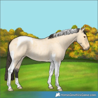 Horse Color:Buckskin Roan Dun Tobiano
