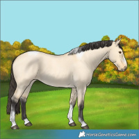 Horse Color:Buckskin Roan Dun Tobiano Frame 