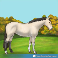 Horse Color:Buckskin Roan Dun Tobiano
