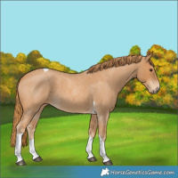 Horse Color:Red Roan Tobiano 