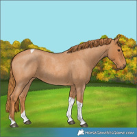Horse Color:Red Roan Tobiano 